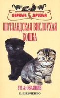 Шотландская вислоухая кошка артикул 8468a.